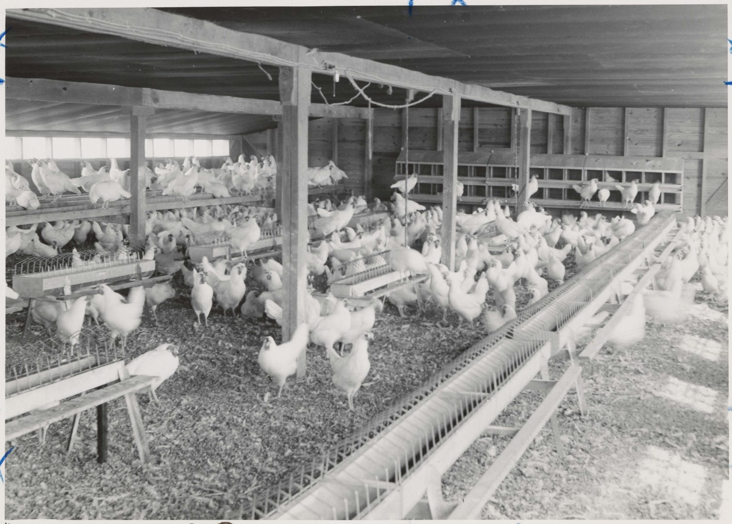 history-of-the-poultry-industry-in-australia-santrev